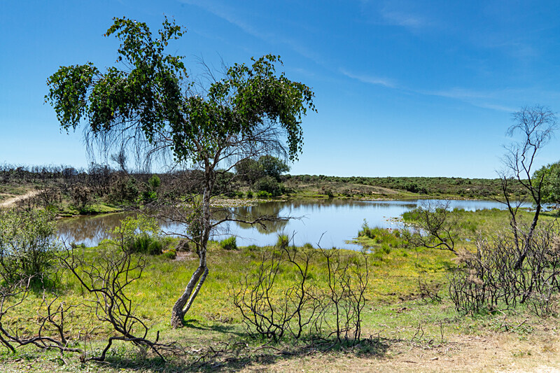 Hatchet Moor - New Forest