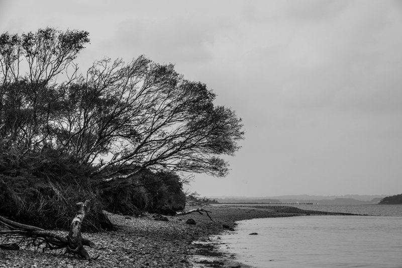 Bramble Bush Bay Shoreline - Black and White