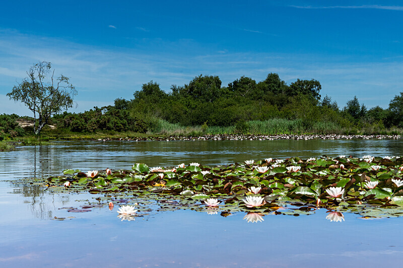 Hatchet Moor Lilies - New Forest