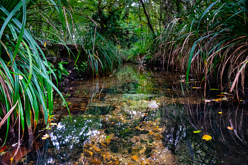 A common stream - Autumn
