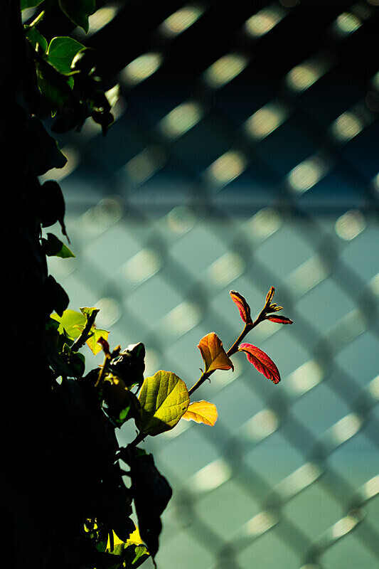 Autumn Light and Dark - Autumn