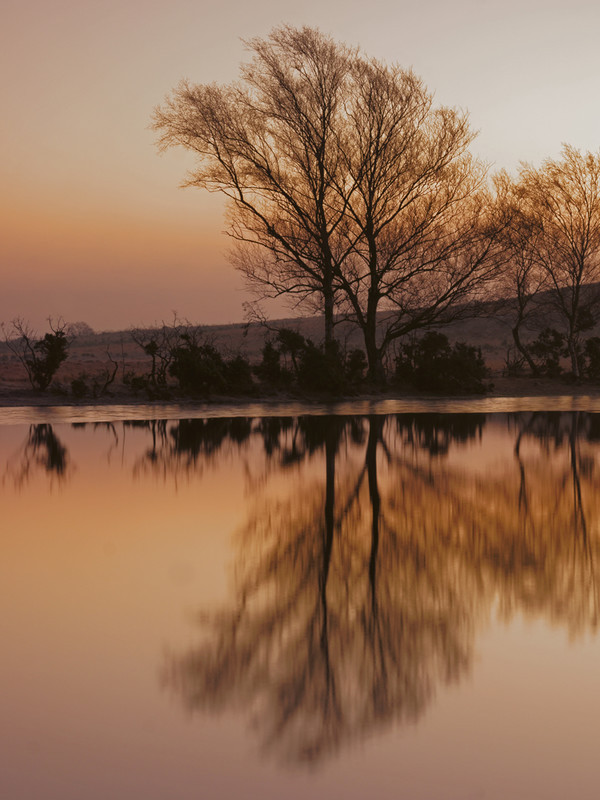 Whitten Pond Reflections - New Forest