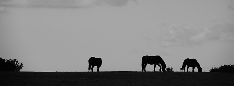 Pony Silhouettes - New Forest