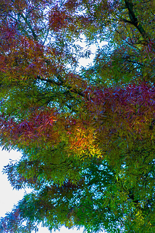 Autumn Foliage - Autumn