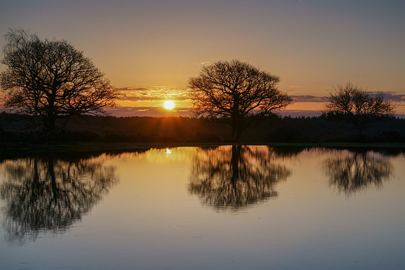 Another Mogshade Morning - New Forest
