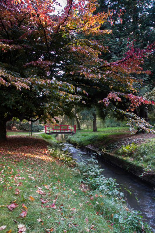 Coy Pond - Autumn