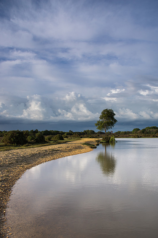 Andrews Mare - New Forest