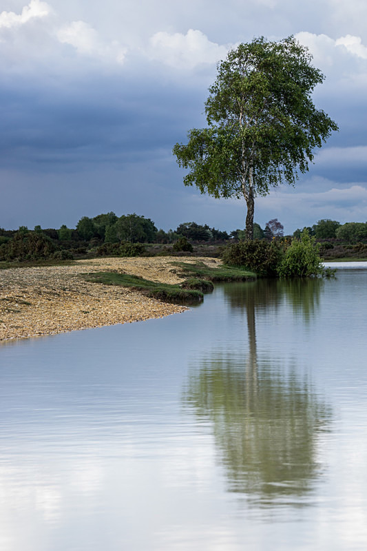 Andrews Mare - New Forest