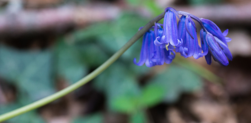 Bluebell - Out and About