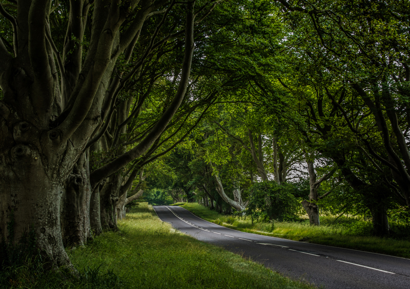 Beech Avenue Badbury Rings - Out and About
