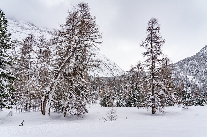 Trees and snow - Bernina Express