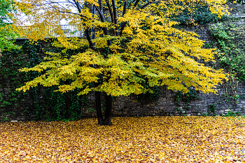 Autumn Leaves - Autumn