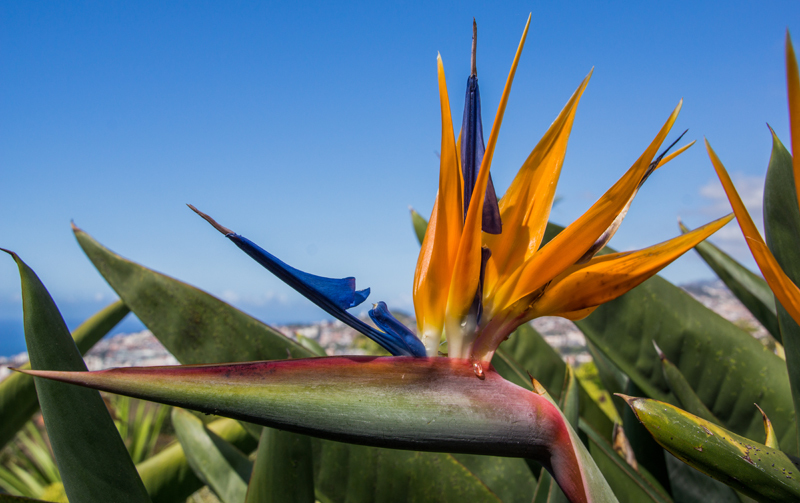 Bird of Paradise Madeira - Overseas
