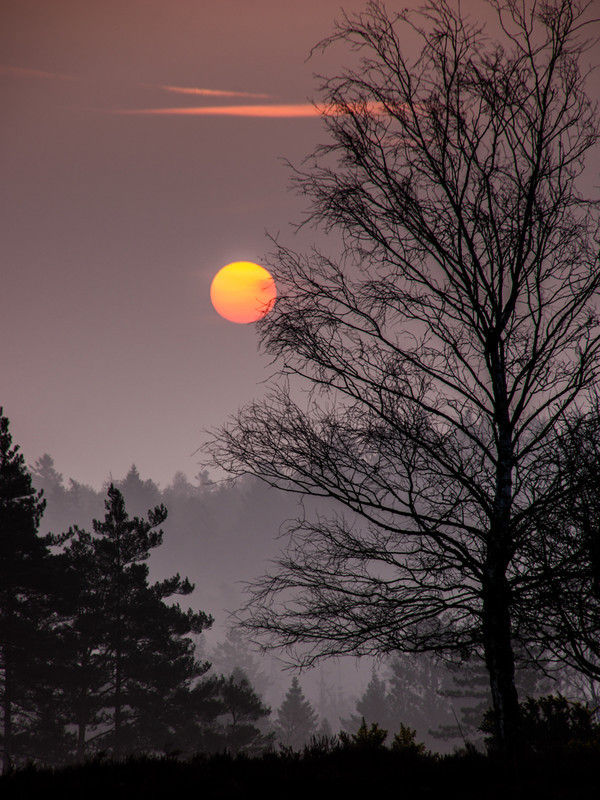 Misty Mogshade - New Forest