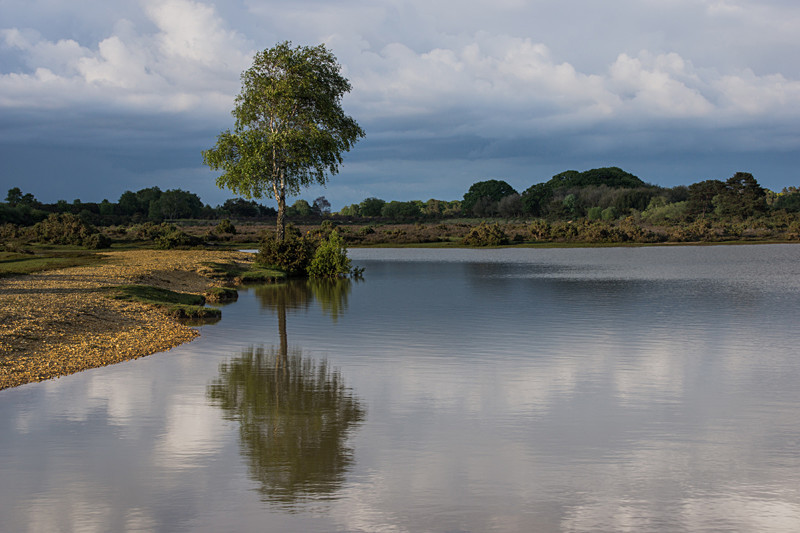 Andrews Mare - New Forest