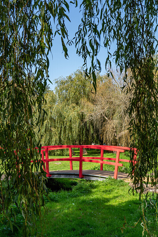 Red Bridge and Willow - River