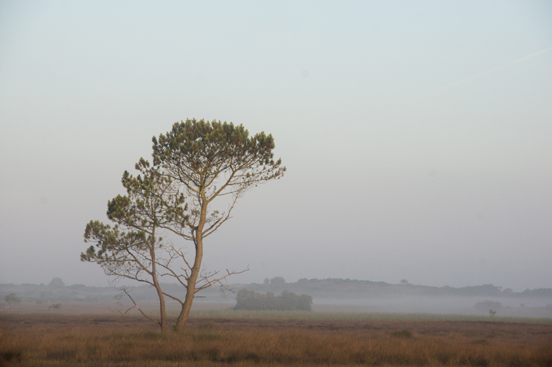Hartland Moor - Out and About