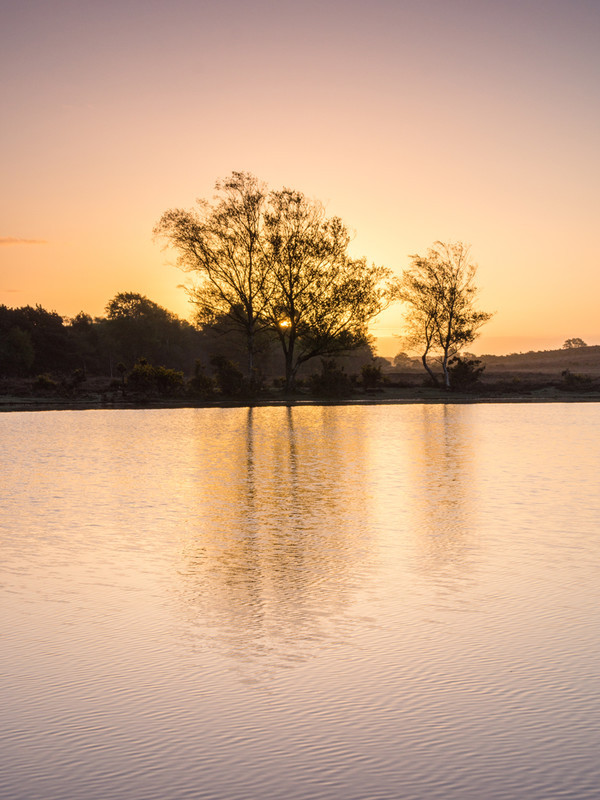 Golden Dawn - New Forest