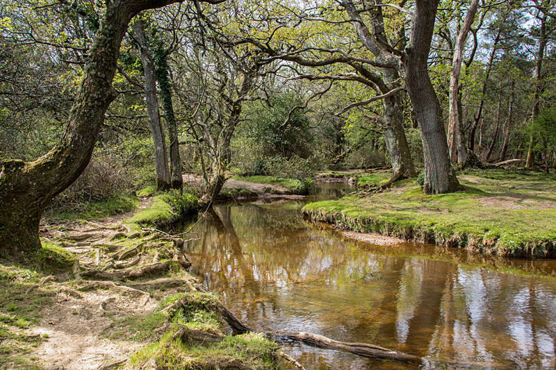 Puttles Bridge - New Forest
