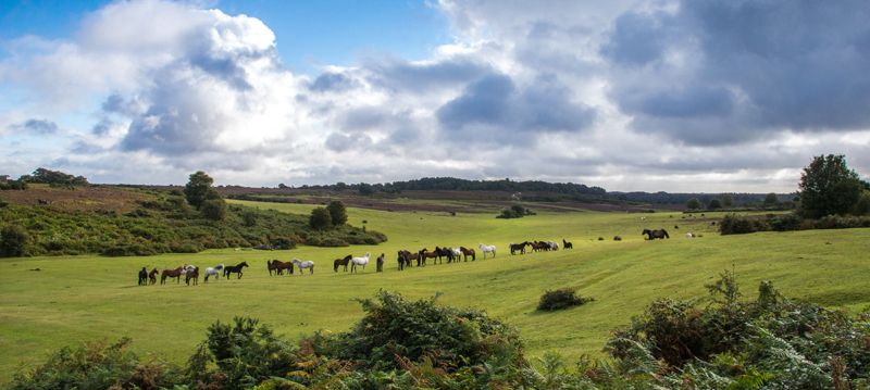 New Forest - New Forest