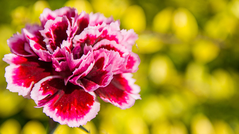 Dianthus - Out and About