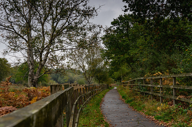 By the birches - Autumn