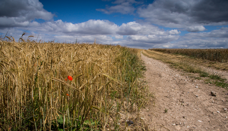 Grain Field and Poppy - Out and About