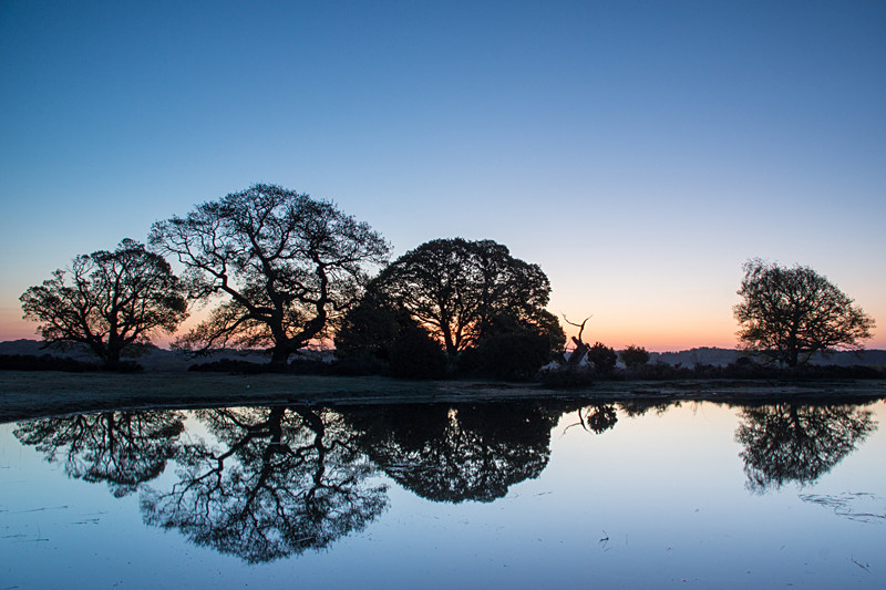 Mogshade - New Forest