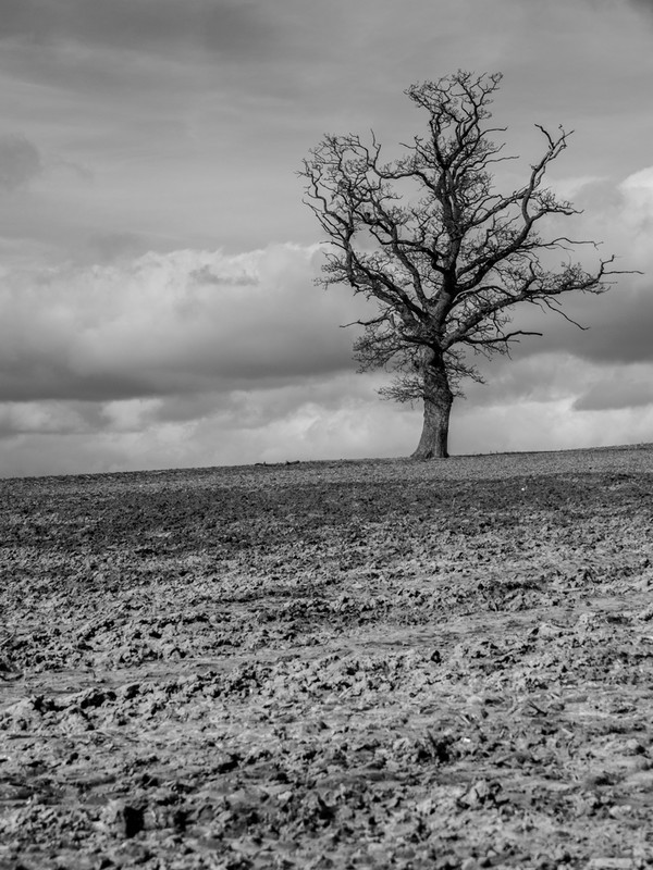 Lonely Tree - Black and White