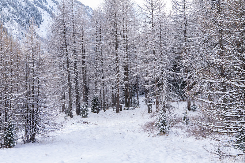 Winter Wonderland - Overseas
