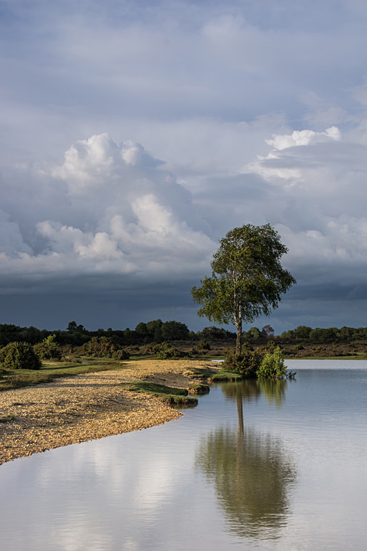 Andrews Mare - New Forest