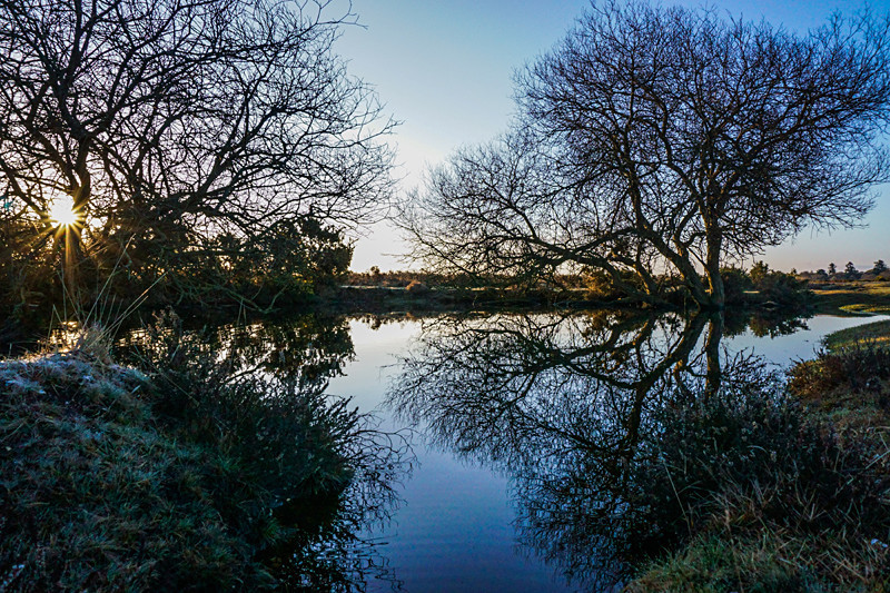 From the Forest - New Forest