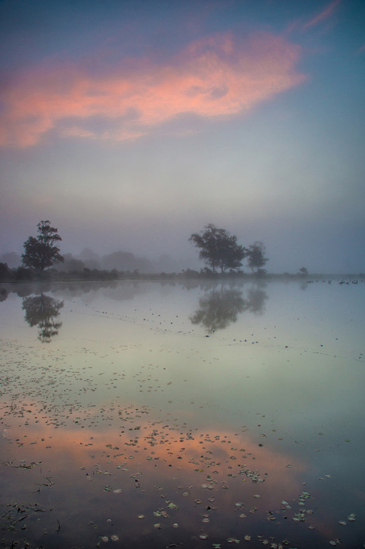 Whitten Pond Dawn - New Forest