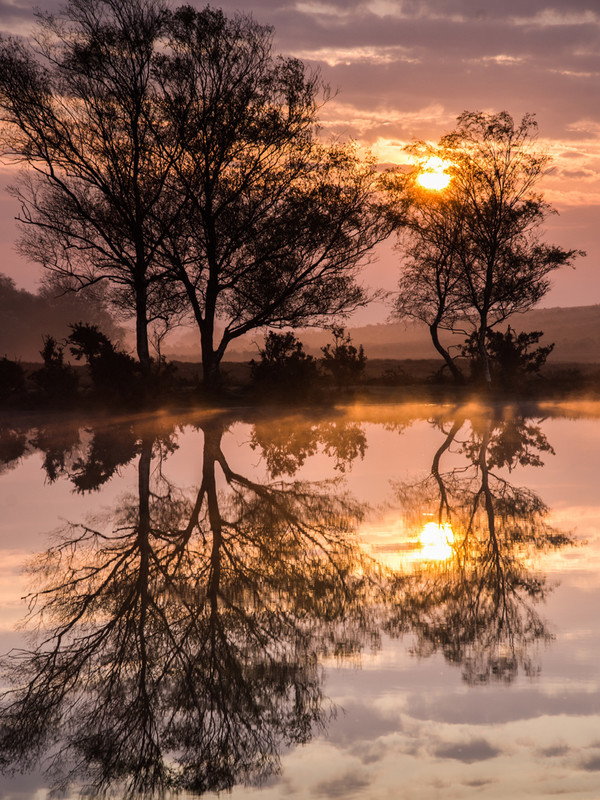 Whitten Pond - New Forest