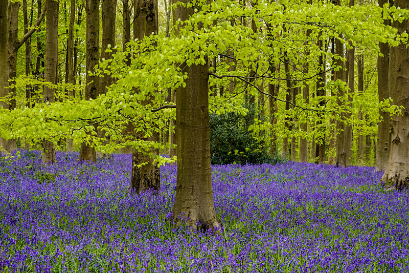 Beech and Bluebells - Out and About