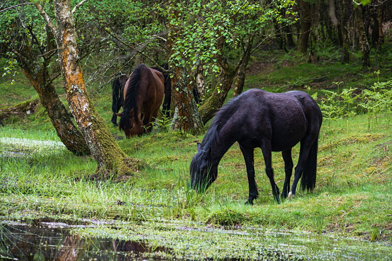 Forest Ponies - New Forest