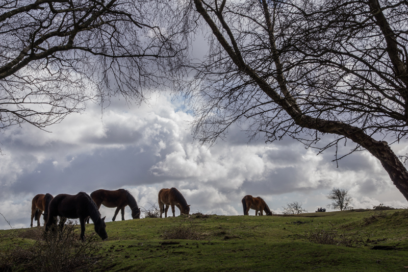 Lyndhurst - New Forest