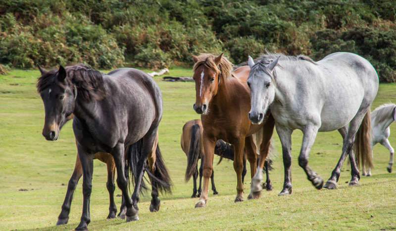 New Forest Ponies - New Forest