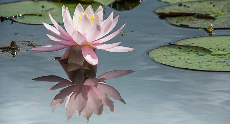 Water Lily - New Forest