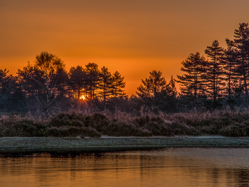 Mogshade - New Forest