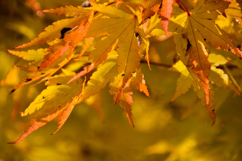 Autumn Leaves - Autumn