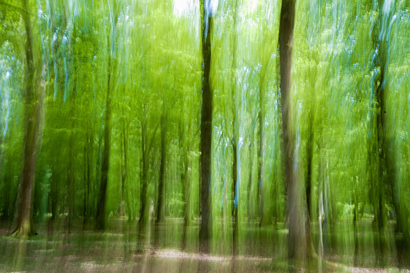 Trees - Out and About