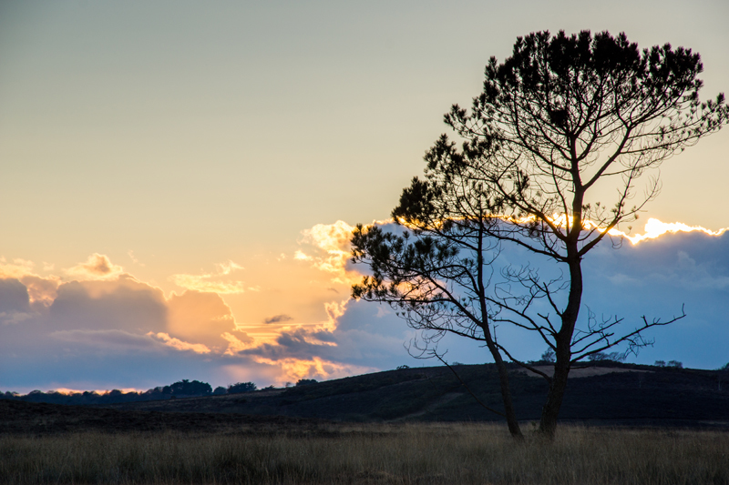 Hartland Moor - Out and About