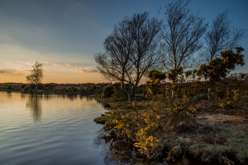 Whitten Pond Burley - New Forest