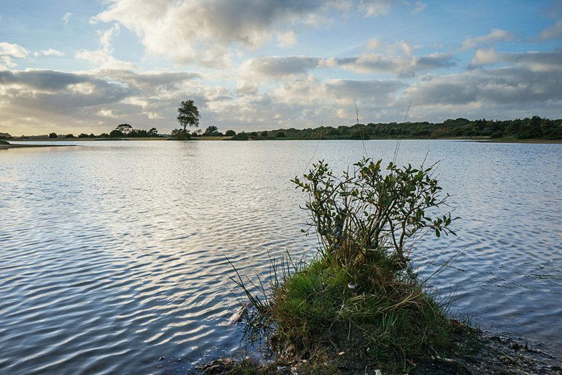 Andrews Mare - New Forest