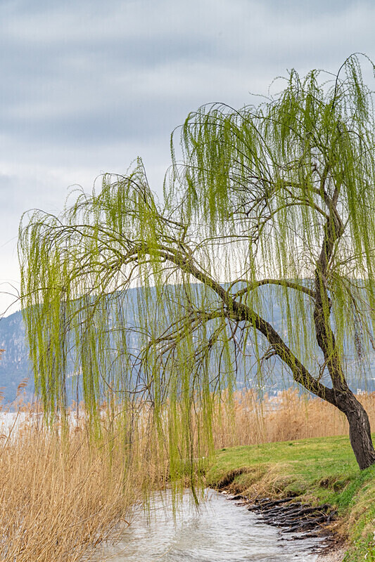Willow - Lake Garda