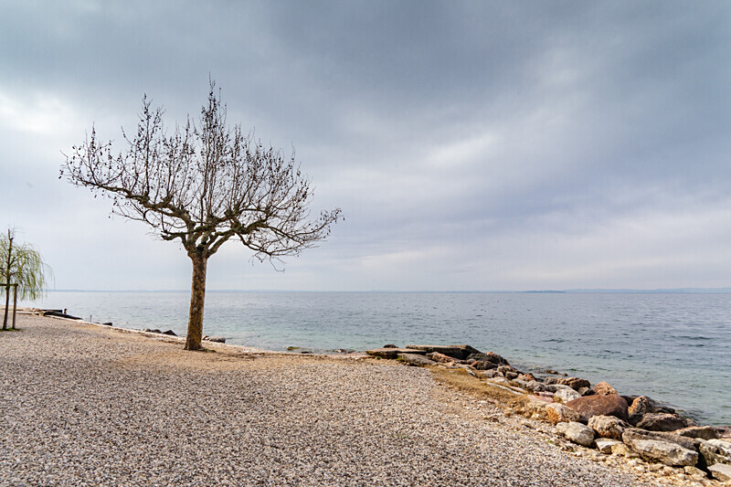 The Tree - Lake Garda