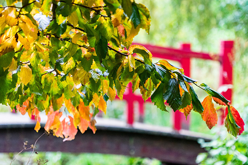Autumn - Autumn