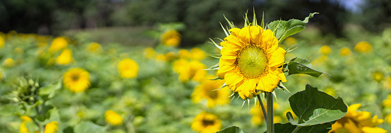 Sunflowers - Out and About