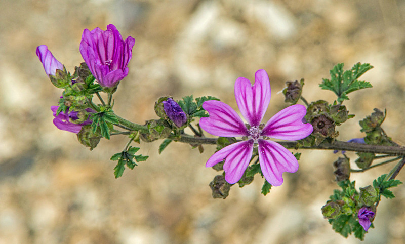 Mallow - Out and About